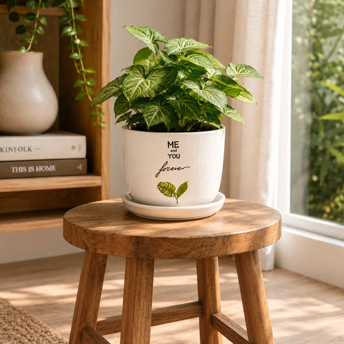 Elaris Ceramic Planter with Drainage Tray - Printed White