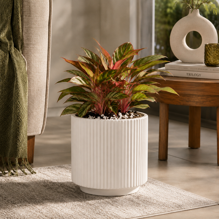 Elaris Ribbed Ceramic Planter - Elegant White, Single