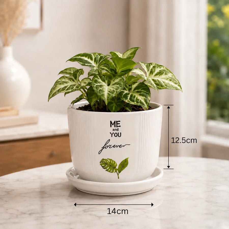 Elaris Ceramic Planter with Drainage Tray - Printed White