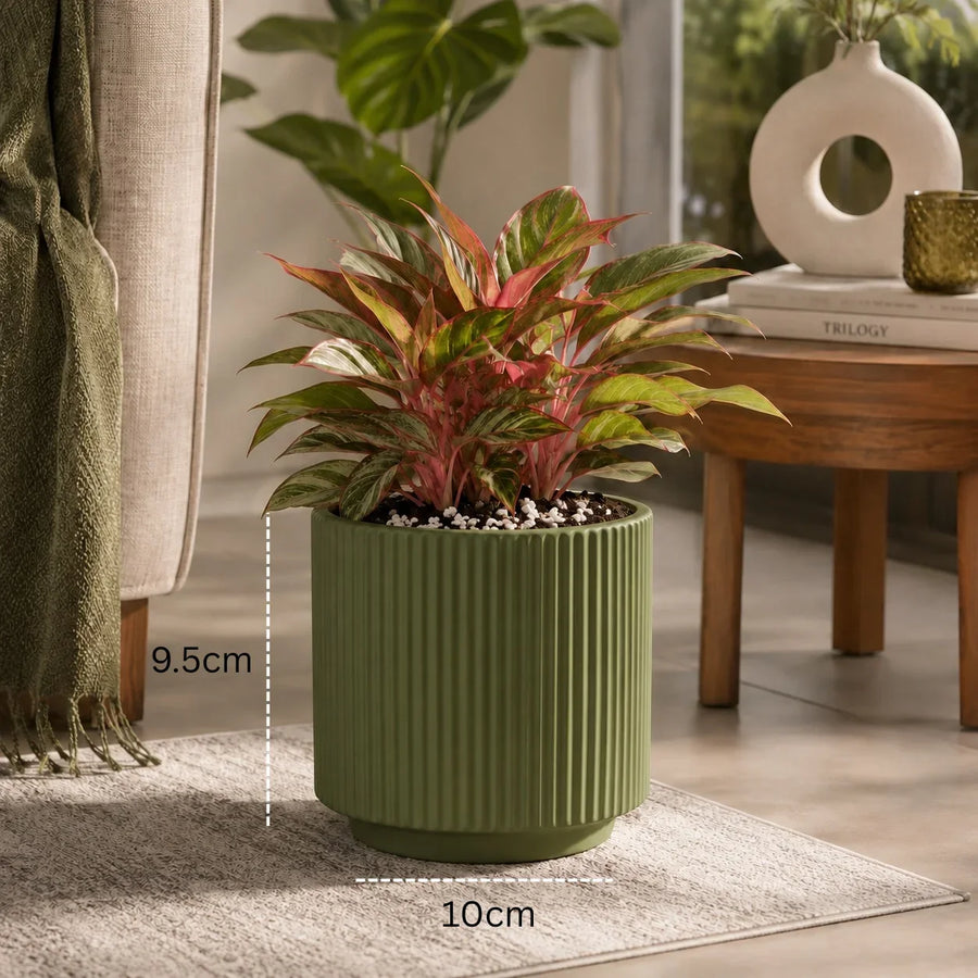 Elaris Ribbed Ceramic Planter - Sage Green, Single