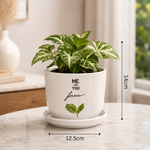 Elaris Ceramic Planter with Drainage Tray - Printed White