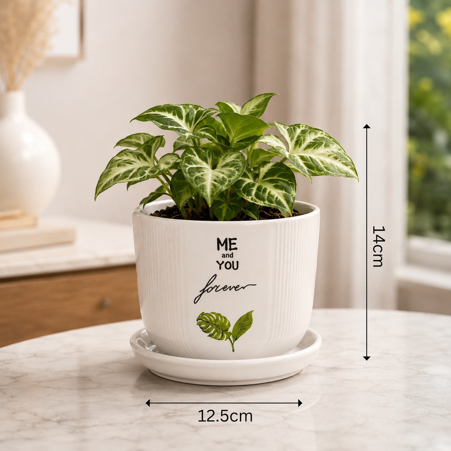 Elaris Ceramic Planter with Drainage Tray - Printed White